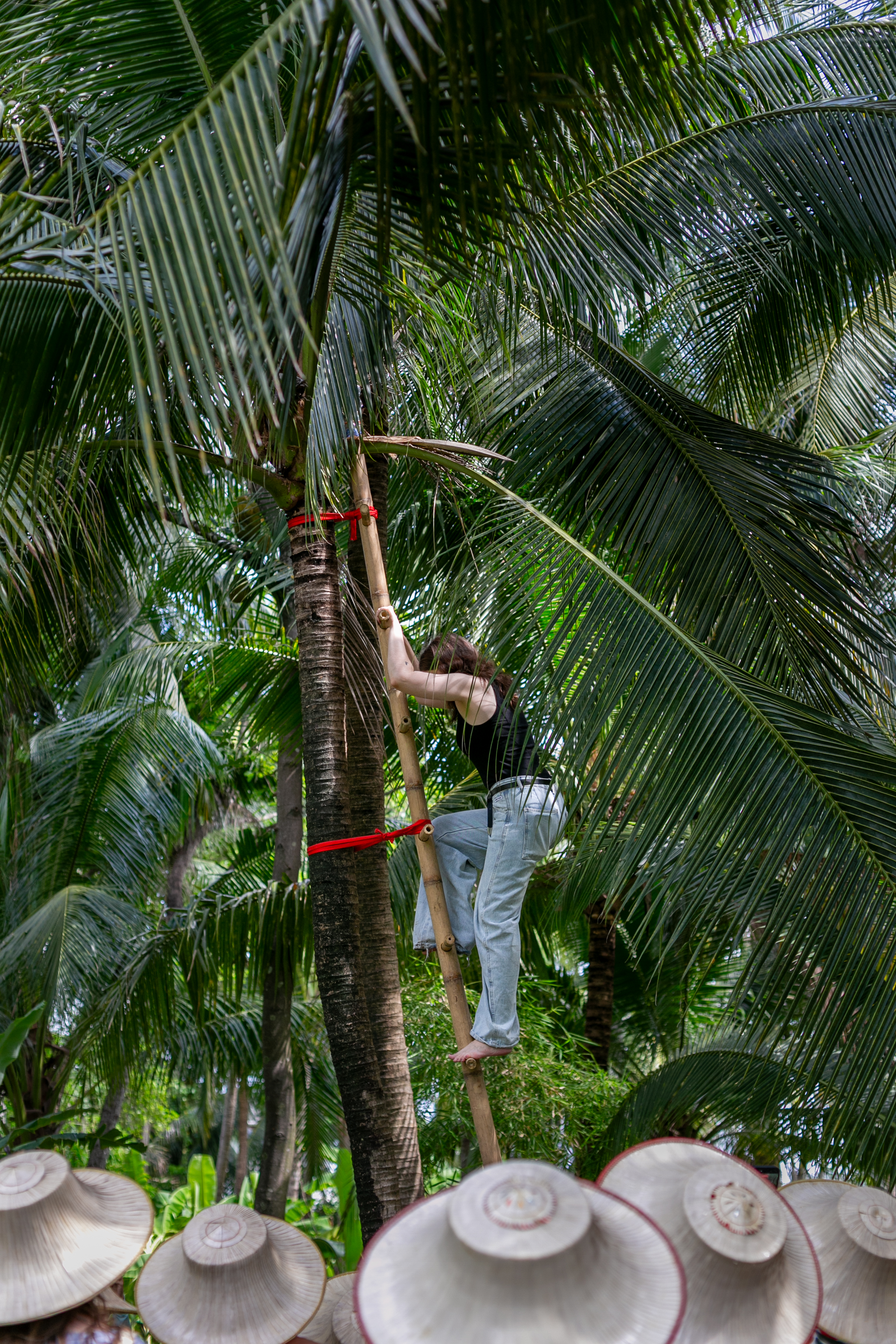 A visitor climbing a coconut palm on a traditional bamboo ladder at a community coconut farm near Poomjai Garden.