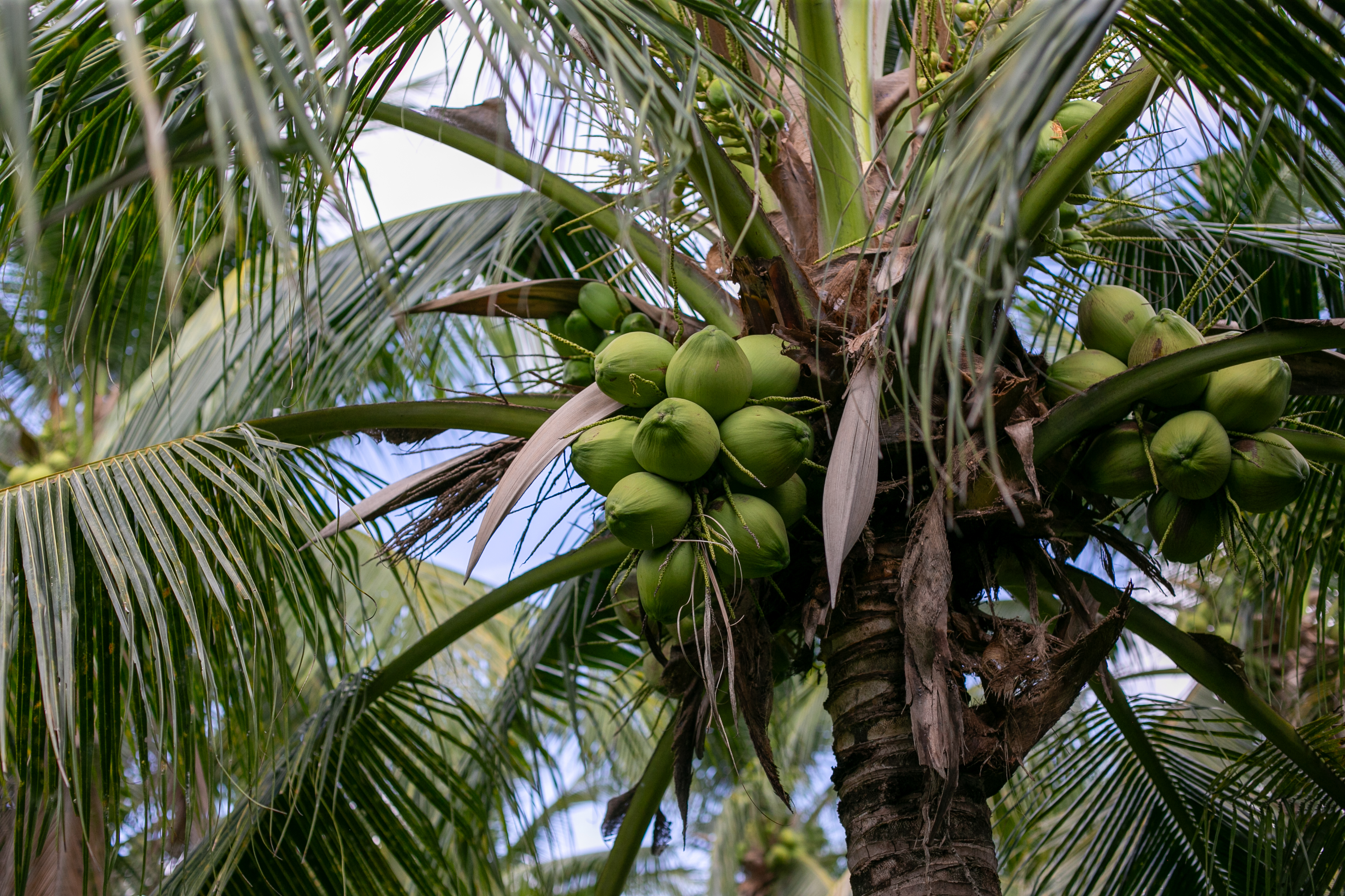 Close-up of young coconuts growing in a cluster on a palm tree.