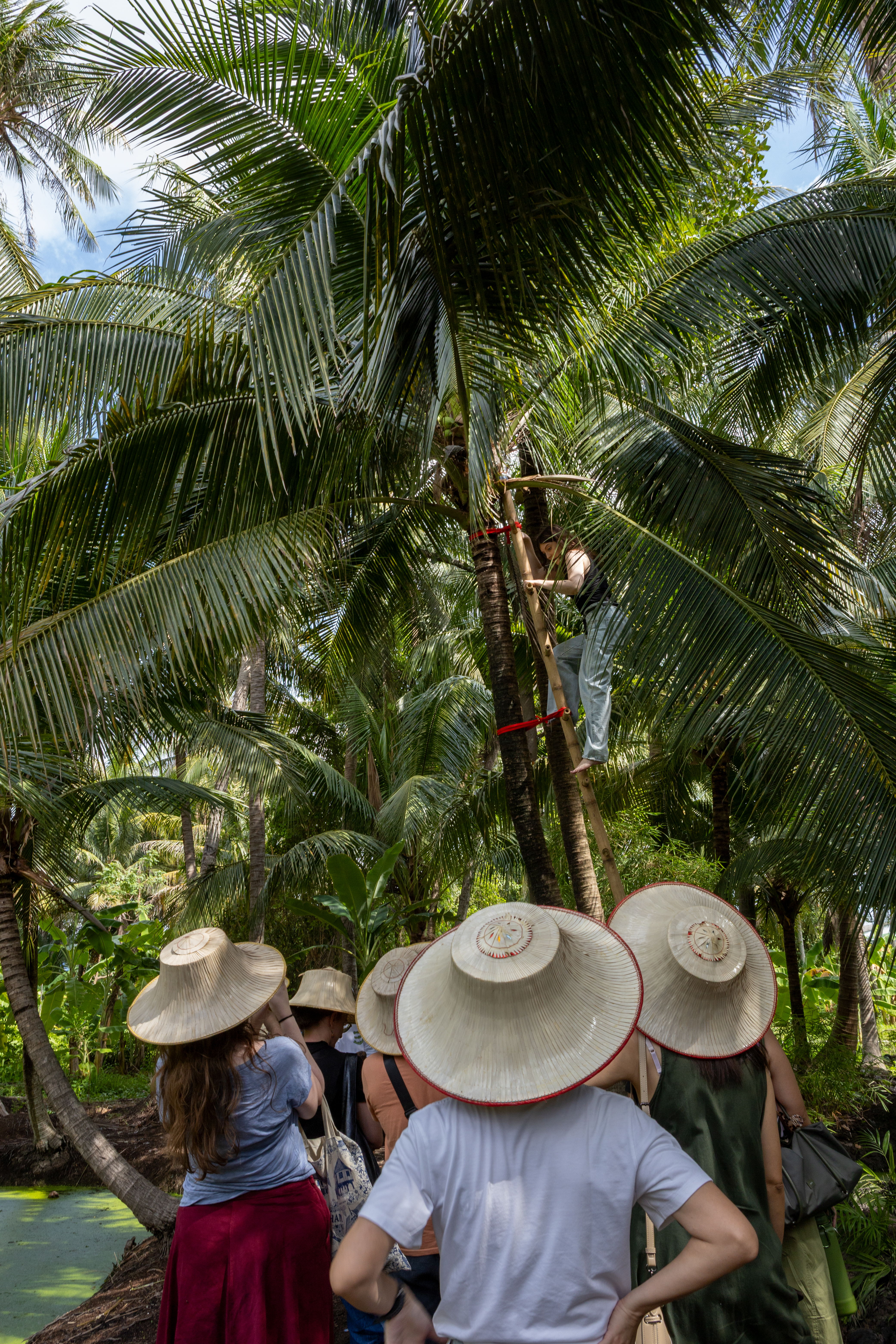A visitor climbing a coconut palm using a traditional bamboo ladder, watched by a tour group below.