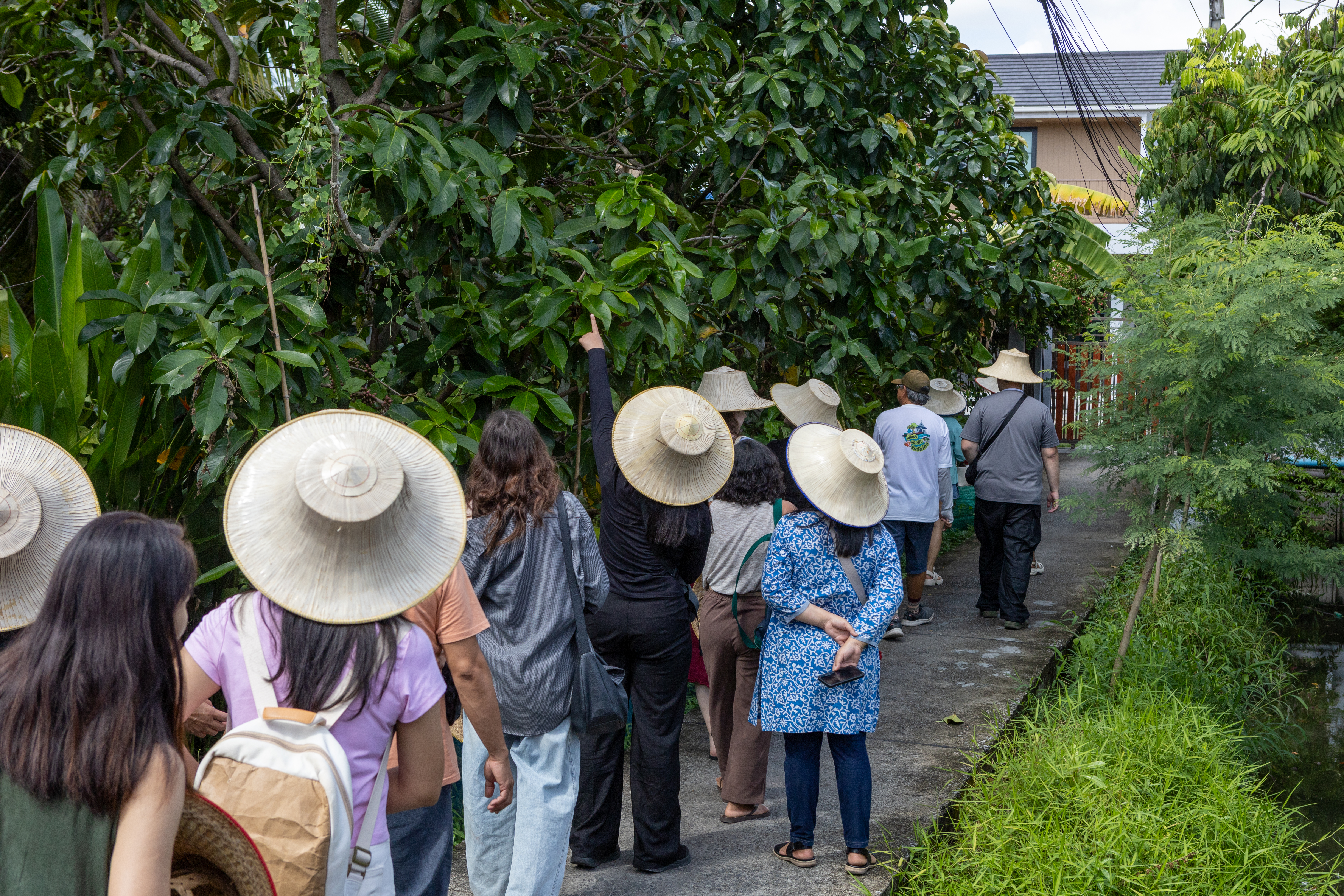 A tour group in straw hats walking a canal-side path, stopping to look at a fruit tree.