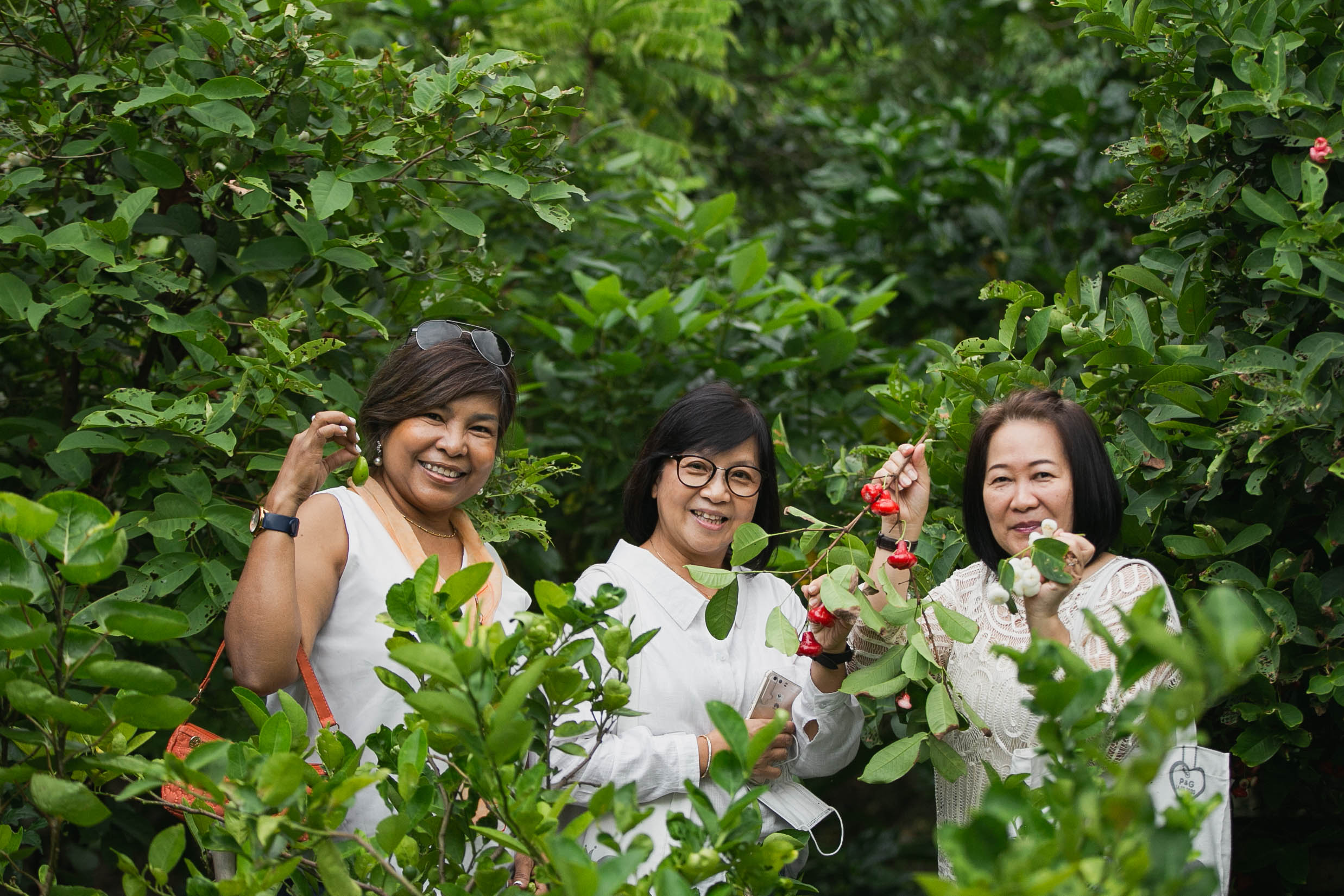 Guests picking rose apples from a tree during a garden tour at Poomjai Garden.