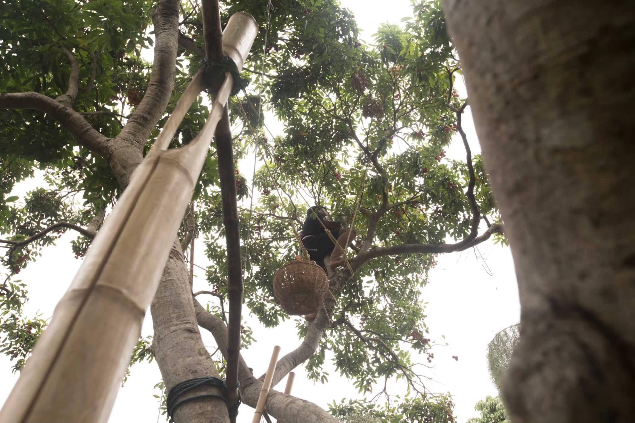 A gardener high in a tree at Poomjai Garden, harvesting lychees by hand into a woven basket using traditional bamboo poles.