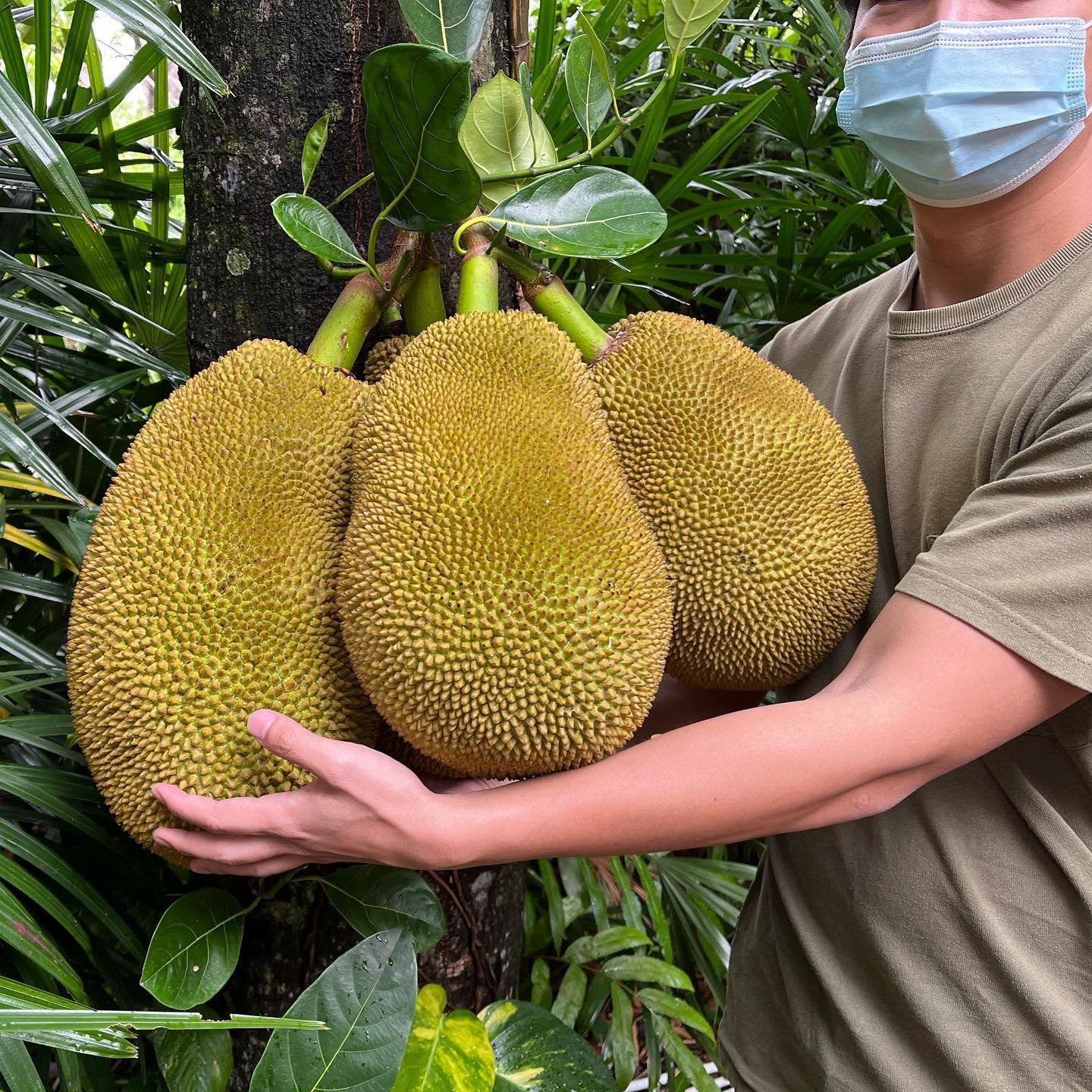 A gardener holding three large jackfruits harvested from a tree at Poomjai Garden.