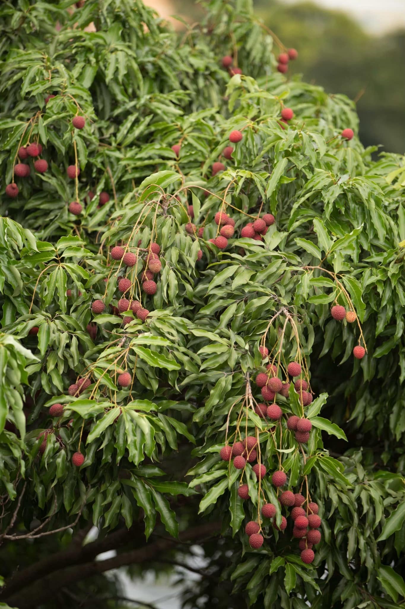 A lychee tree at Poomjai Garden, heavy with clusters of ripe fruit.